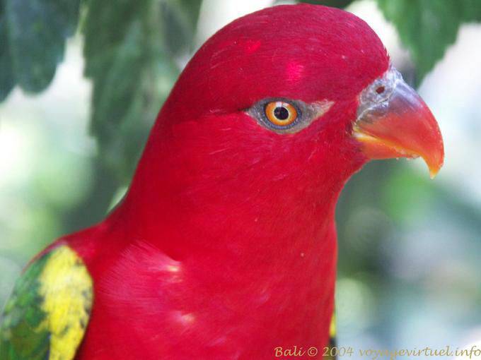 Eclectus Parrot, Bird Park, Taman Burung - Bali