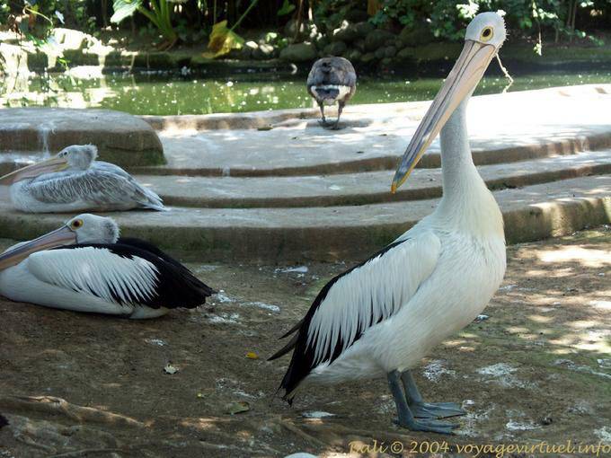 Famille de pélicans à lunettes, Taman Burung - Bali