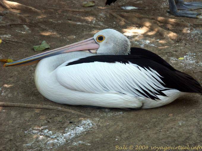 Pélican à lunettes, Taman Burung - Bali