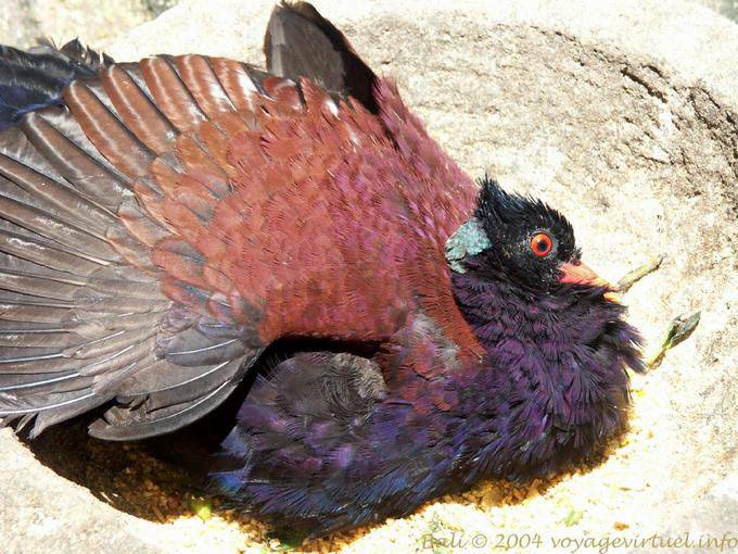 Oiseau coloré du Bali Bird Park, Taman Burung - Bali