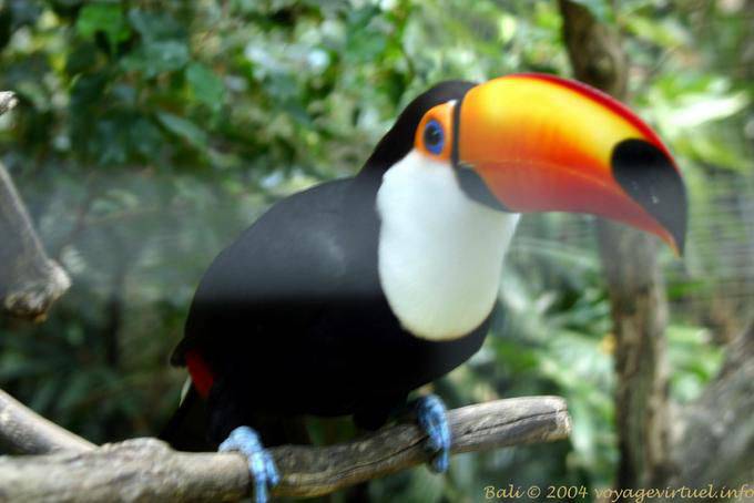 Toucan, Bali bird park, Taman Burung - Bali