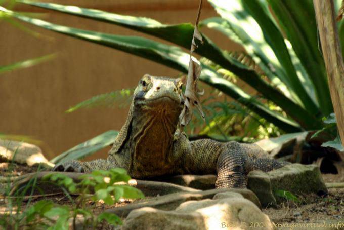 Varan de Komodo, Taman Burung - Bali
