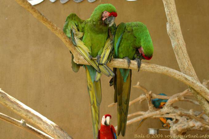 Perroquets de Taman Burung - Bali