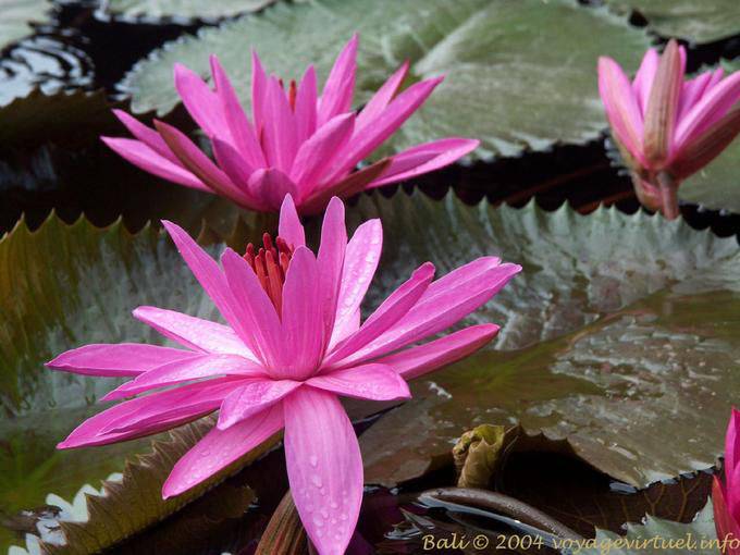 Lotus Fleurs merveilleuses, Tanah Lot - Bali