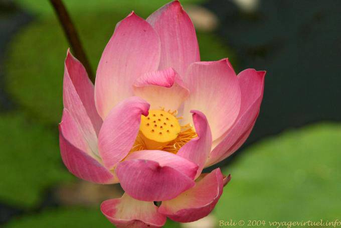 Fleur de lotus Ubud - Bali