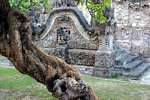 Arbre noueux devant escaliers du sanctuaire, Pura Beji, Bali.