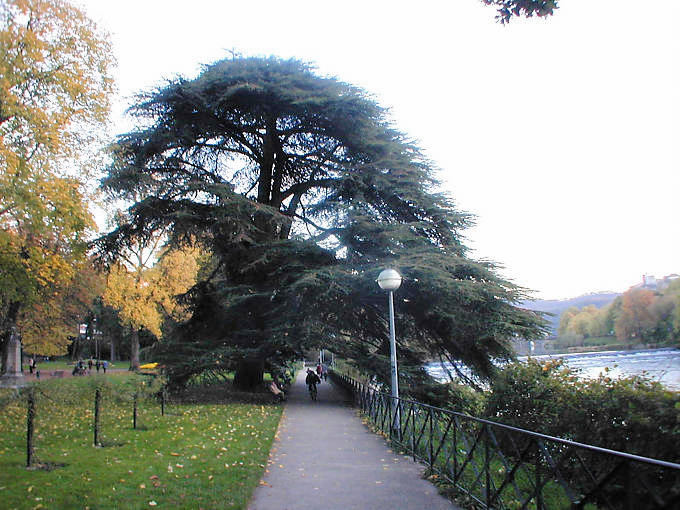 Besançon, le cèdre du Parc Micaud - France