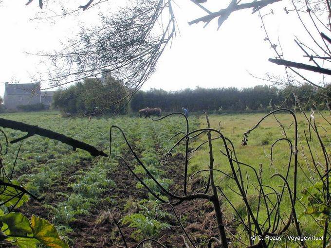 Labour au cheval, Bretagne - France