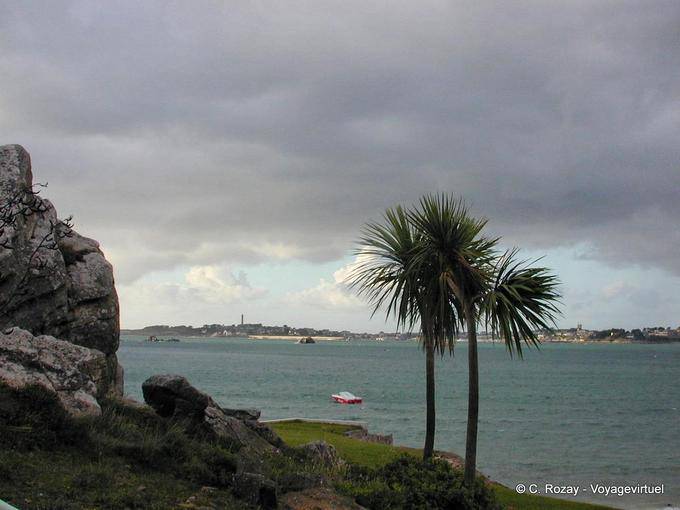 Végétation méditerranéenne, Bénodet, Bretagne - France