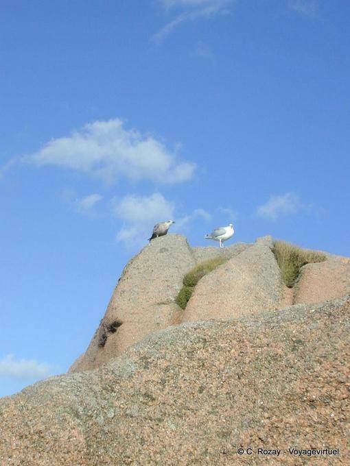 Oiseaux de mer, Sentier des douaniers, Ploumanac'h, Bretagne - France