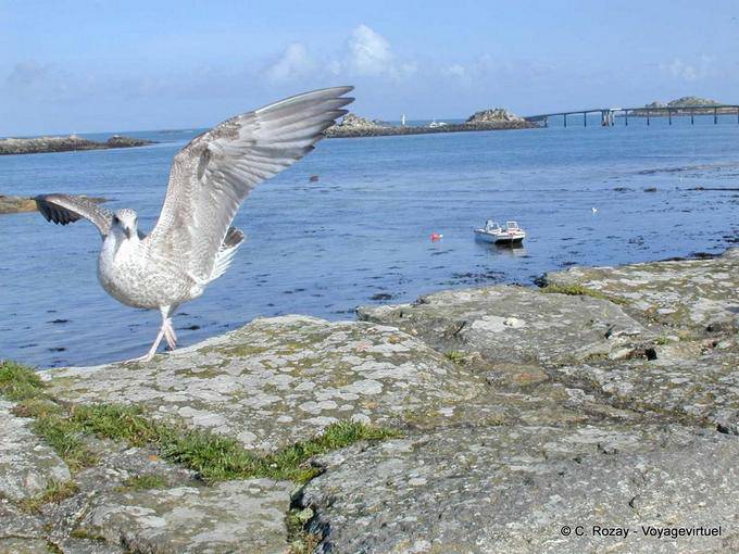 Le jeune goéland au ailes ouvertes, Roscoff, Bretagne - France