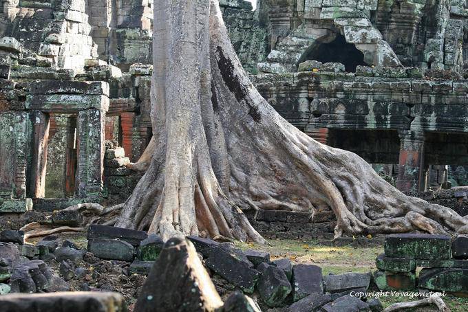 Fromager géant envahissant le site, Banteay Kdei, Angkor, Cambodge