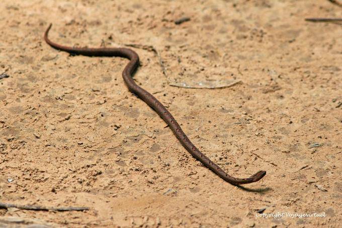 Serpent en promenade sur le site de Kbal Spean, Angkor, Cambodge