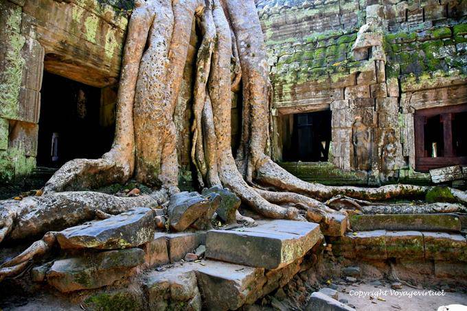 Entrelac des racines et des murs, Ta Prohm, Angkor, Cambodge
