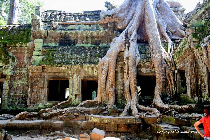 Racines de Tetrameles nudiflora, Ta Prohm Rajavihara, Angkor, Cambodge