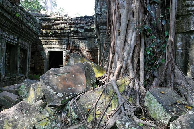 Ruines envahies par la vegetation, Ta Prohm, Angkor, Cambodge