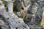 Sculptures dans les racines, Banteay Kdei, Cambodge.