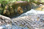 Kbal Spean, Multitude de linga, symbole de Çiva, Cambodge.