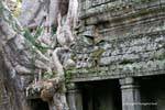 Preah Khan Pénétration de racines, Cambodge.