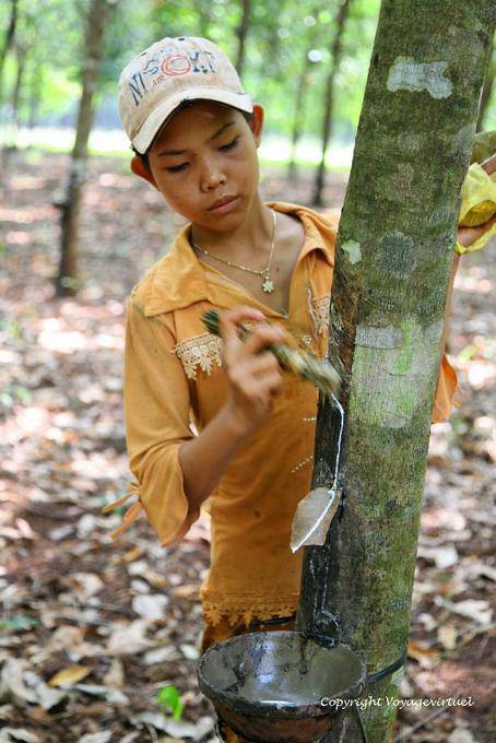 Jeune ouvrier entretenant la saignée d'un hévéa - Cambodge