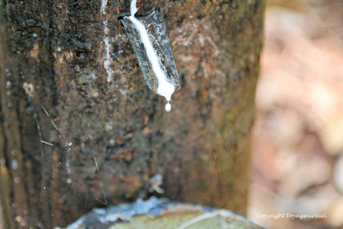 Coulée du latex dans une culture d'hévéa - Cambodge