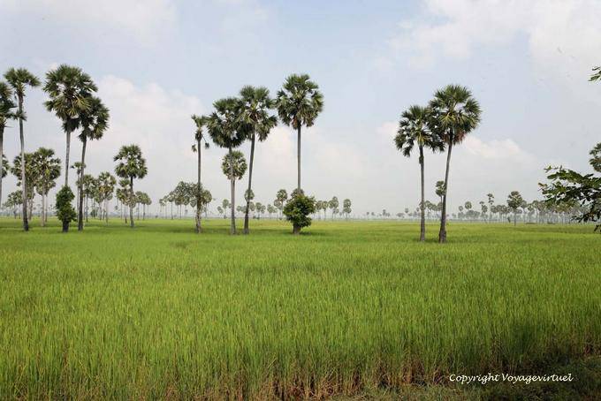 Paysage de rizière entre Batheay et Skun - Cambodge