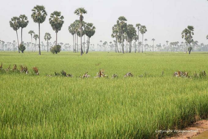Les palmiers à sucre (Thnôt) au milieu d'une rizière, Skun - Cambodge