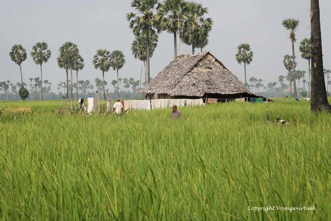 Habitation paysanne au mileu de la rizière, Skun - Cambodge
