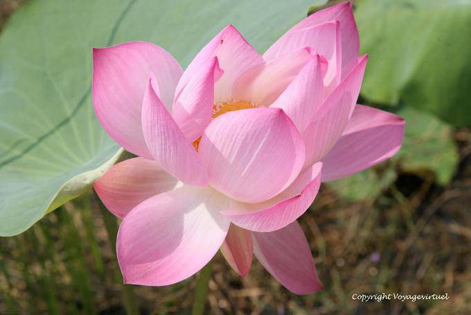Pétales du lotus sacré, plante aquatique vivace, Skun - Cambodge