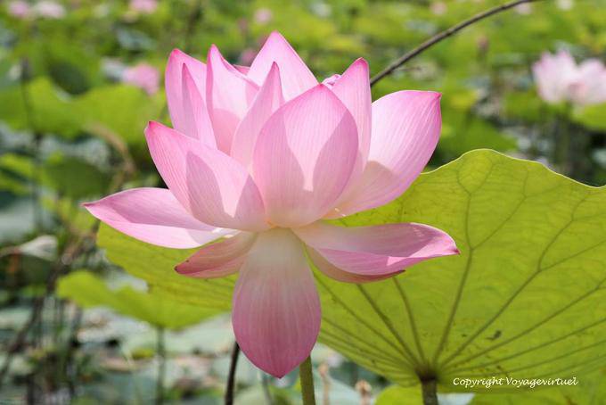 Transparence de l'inflorescence d'un lotus sacré, Skun - Cambodge