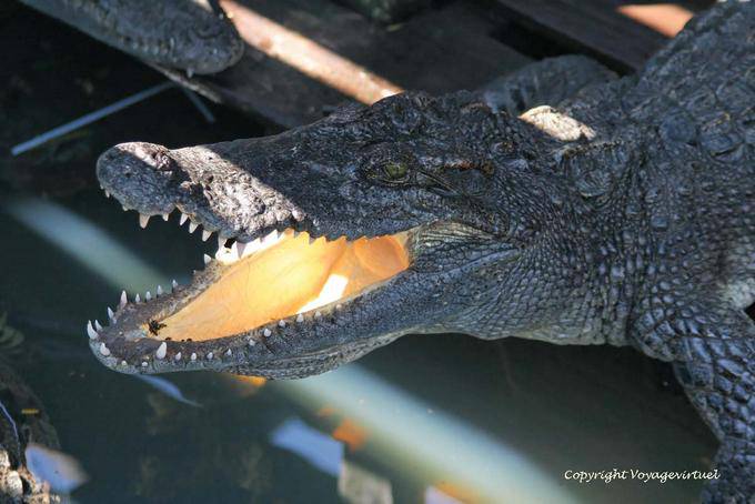 Gueule ouverte de crocodile d'Asie, lac Tonlé Sap - Cambodge