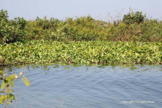 Végétation sur la rive du lac Tonlé Sap - Cambodge