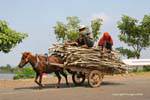 Chariot à cheval transportant du bois au bord du Mékong, Cambodge.