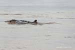 Rencontre avec les dauphins d'eau douce de Kracheh (Kratie), Cambodge.
