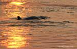 Dauphin Irrawady Mekong Kratie