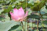 Lotus d'Orient (Nelumbo nucifera), Skun, Cambodge.