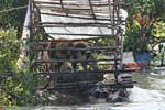 Cochons dans une bauge flottante, lac Tonlé Sap, Cambodge.