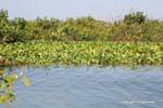 Végétation sur la rive du lac Tonlé Sap, Cambodge.