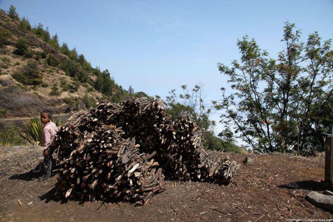 Fogo, Cha de Caldeiras, fagots de bois - Cap Vert