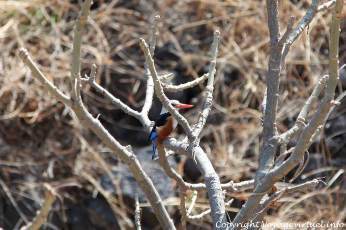 Fogo, Sao Jorge Passarinha - Cap Vert