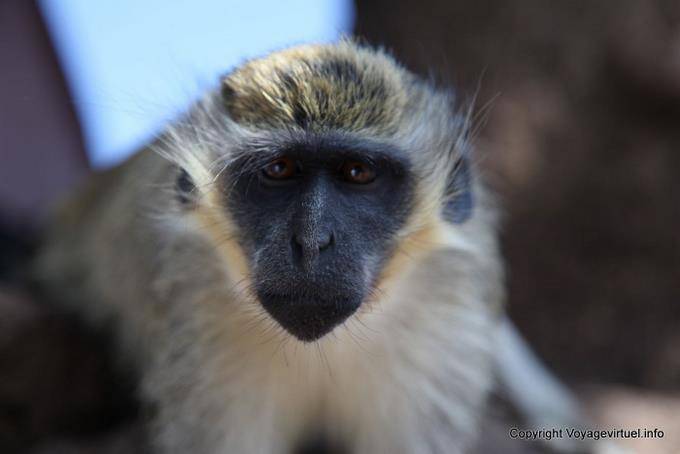 Santiago, Cidade Velha, rua Banana tête de singe - Cap Vert