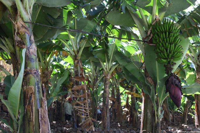 Santo Antão, Lombo de Pico Xoxo bananeraie - Cap Vert