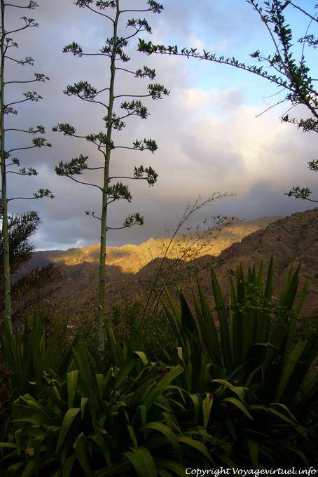Santo Antão, Pedracin, aloès au soir - Cap Vert