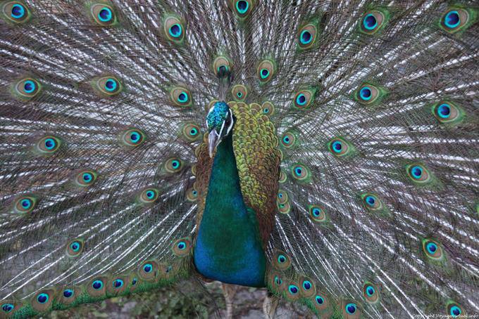 Santo Antão, Pedracin, le paon - Cap Vert