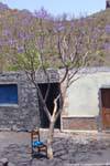 Fogo, arbre violet, Cap Vert.