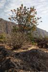 Fogo, Cha de Caldeiras, arbre et arbuste, Cap Vert.