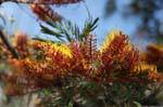 Fogo, Cha de Caldeiras, fleurs magnifiques, Cap Vert.