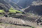 Santo Antão, boca de Coruja Ambas, cultures en terrasses, Cap Vert.