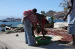 São Vicente, port de pêche de Mindelo, trio aux poissons, Cap Vert.