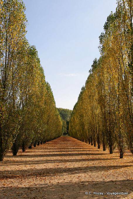 Allée de peupliers dans le Parc, Versailles